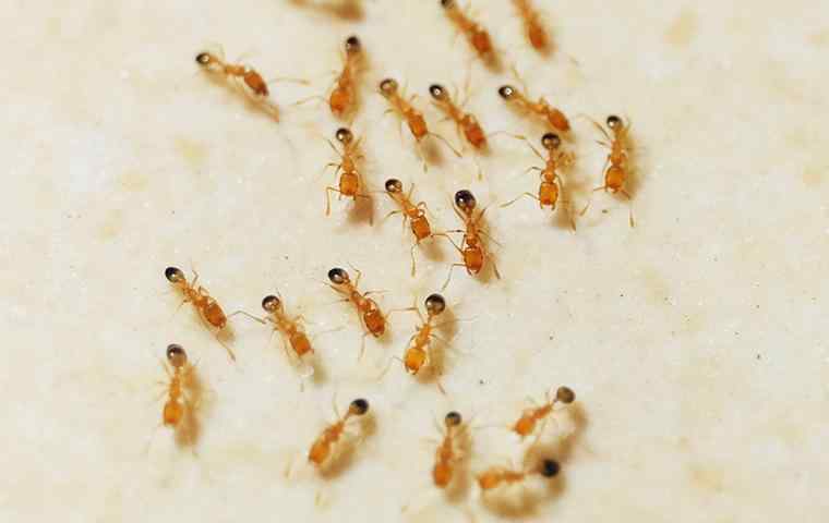 Ants Control Services Cape Coral